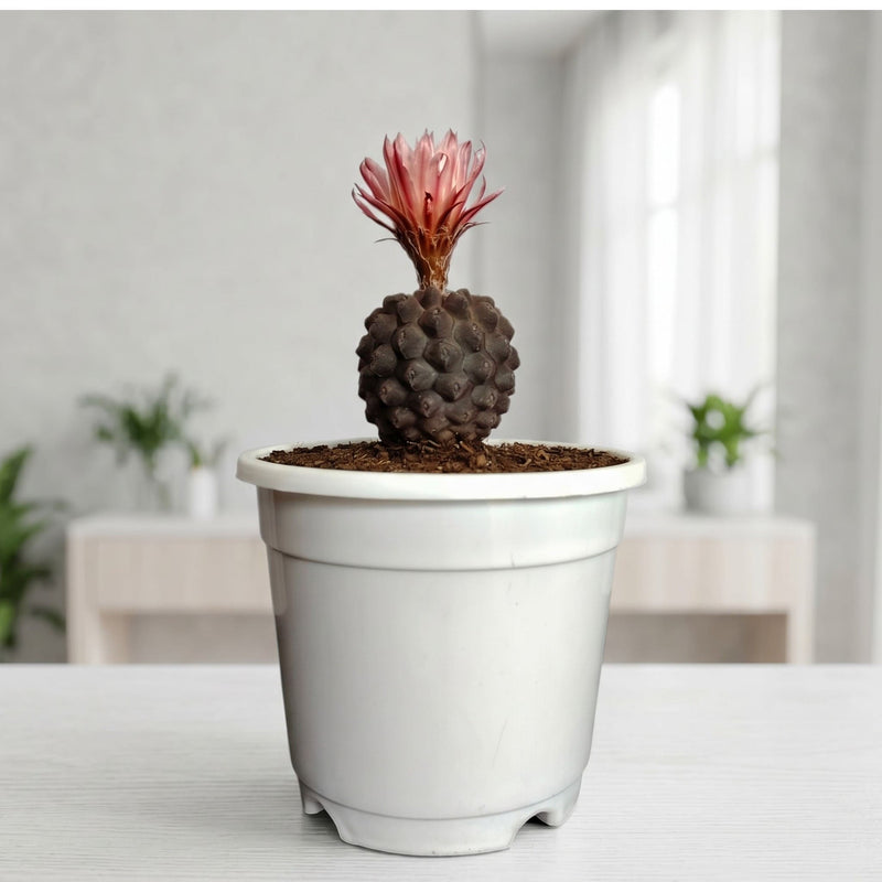 Copiapoa Cactus: Stunning Desert Beauty for Homes, Offices, and Gardens | Rare Cacuts | Bare Rooted