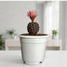 Copiapoa Cactus: Stunning Desert Beauty for Homes, Offices, and Gardens | Rare Cacuts | Bare Rooted