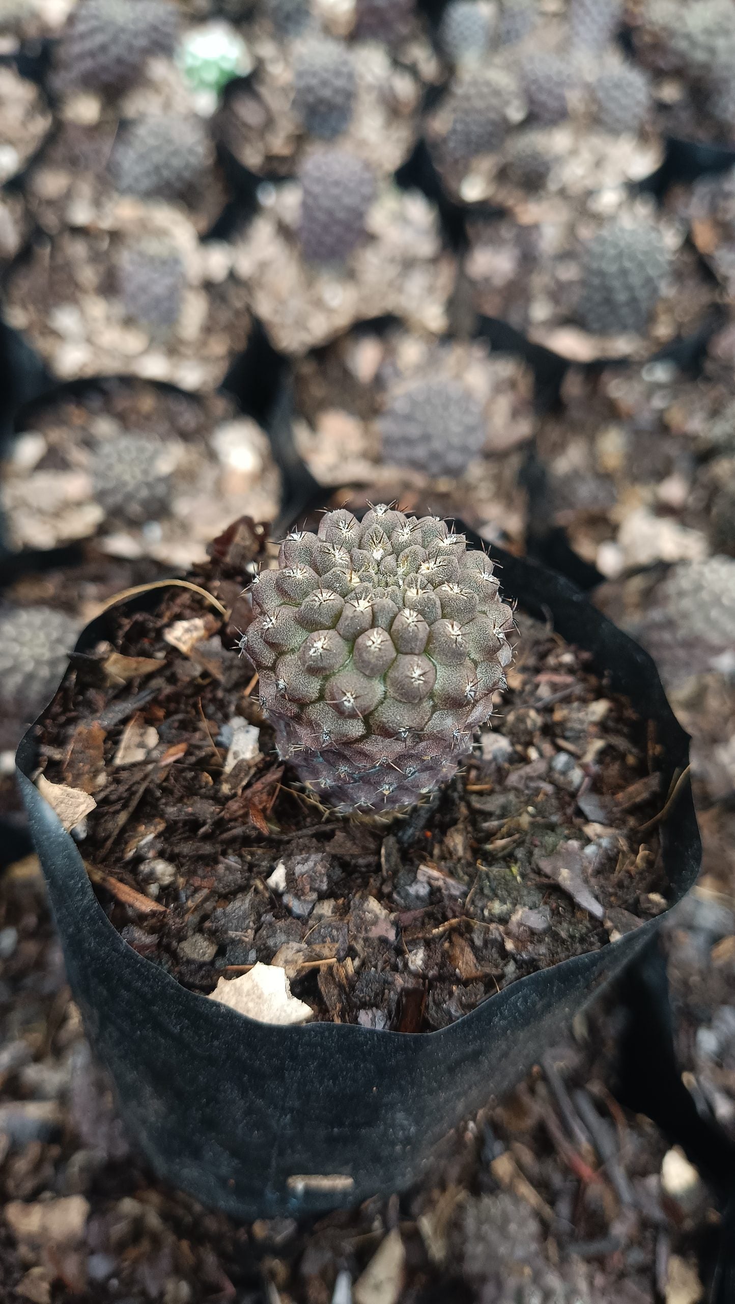 Copiapoa Cactus: Stunning Desert Beauty for Homes, Offices, and Gardens - My Store