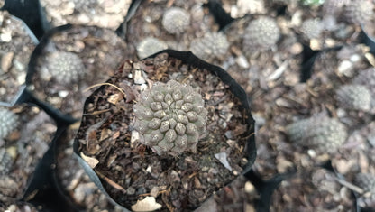 Copiapoa Cactus: Stunning Desert Beauty for Homes, Offices, and Gardens - My Store