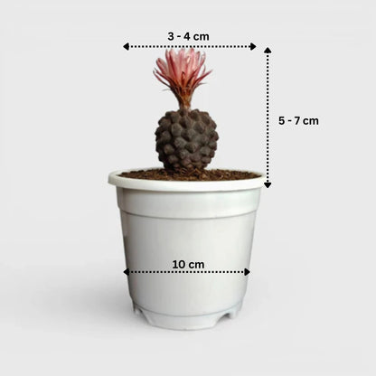 Collector Cactus Collection | 4 Rare & Unusual Well Rooted Cacti