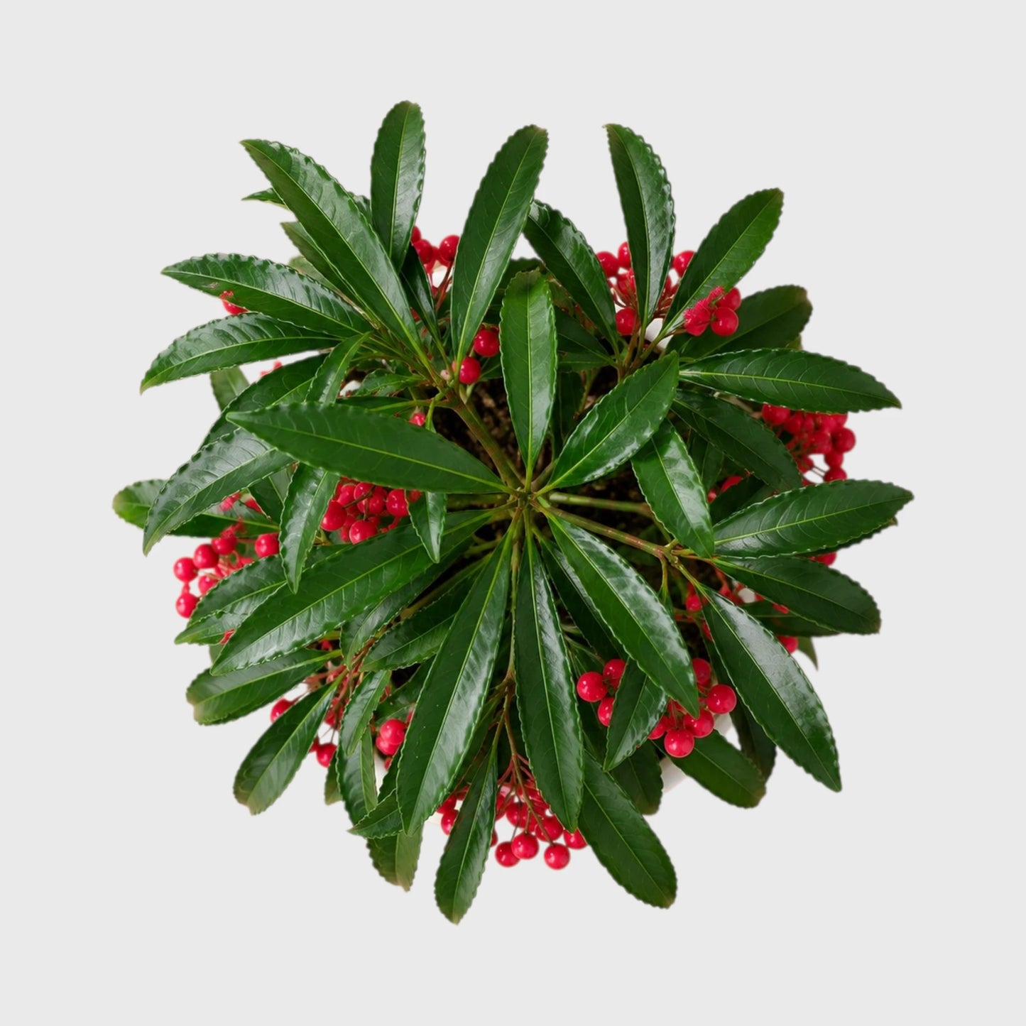 Well Rooted Coral Berry Plant