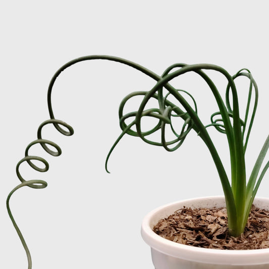 Albuca Spiralis Frizzle Sizzle-Exotic Rare Succulent Plant | Spiral Bulb Plant