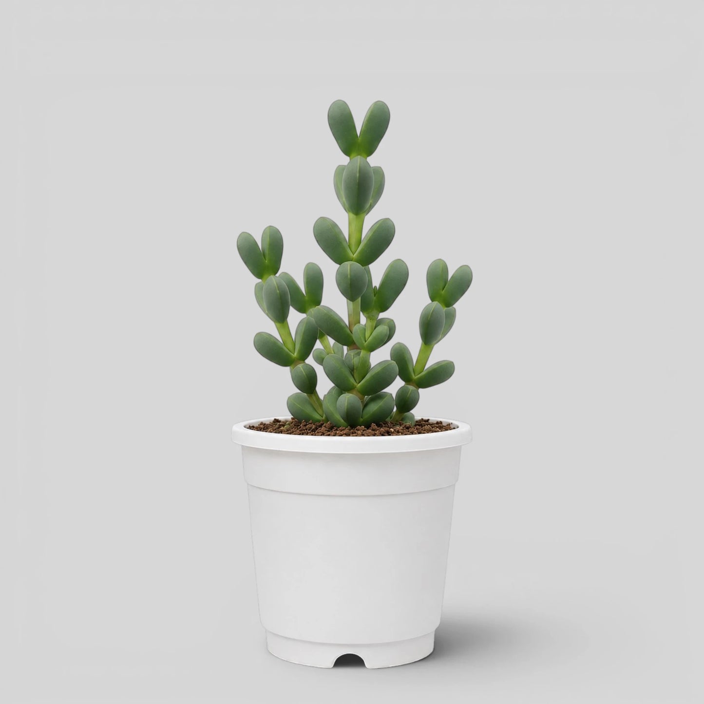 Corpuscularia Lehmannii Ice Plant Bonsai Succulent | Well Rooted Mature Multi-Branch Plant