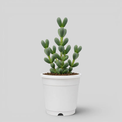 Corpuscularia Lehmannii Ice Plant Bonsai Succulent | Well Rooted Mature Multi-Branch Plant