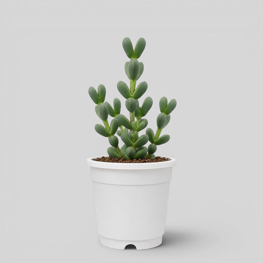 Corpuscularia Lehmannii Ice Plant Bonsai Succulent | Well Rooted Mature Multi-Branch Plant