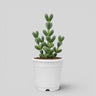 Corpuscularia Lehmannii Ice Plant Bonsai Succulent | Well Rooted Mature Multi-Branch Plant