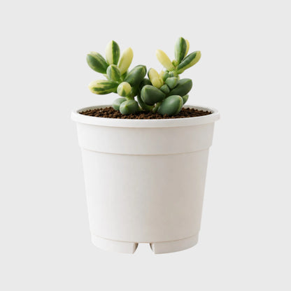 Buy 3 Get 1 Free Premium Succulent Combo – 4 Plants Included