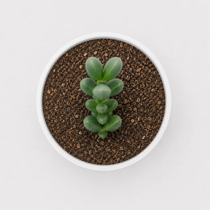 Corpuscularia Lehmannii (Ice Plant) Mature Plant | Non-Variegated Succulent