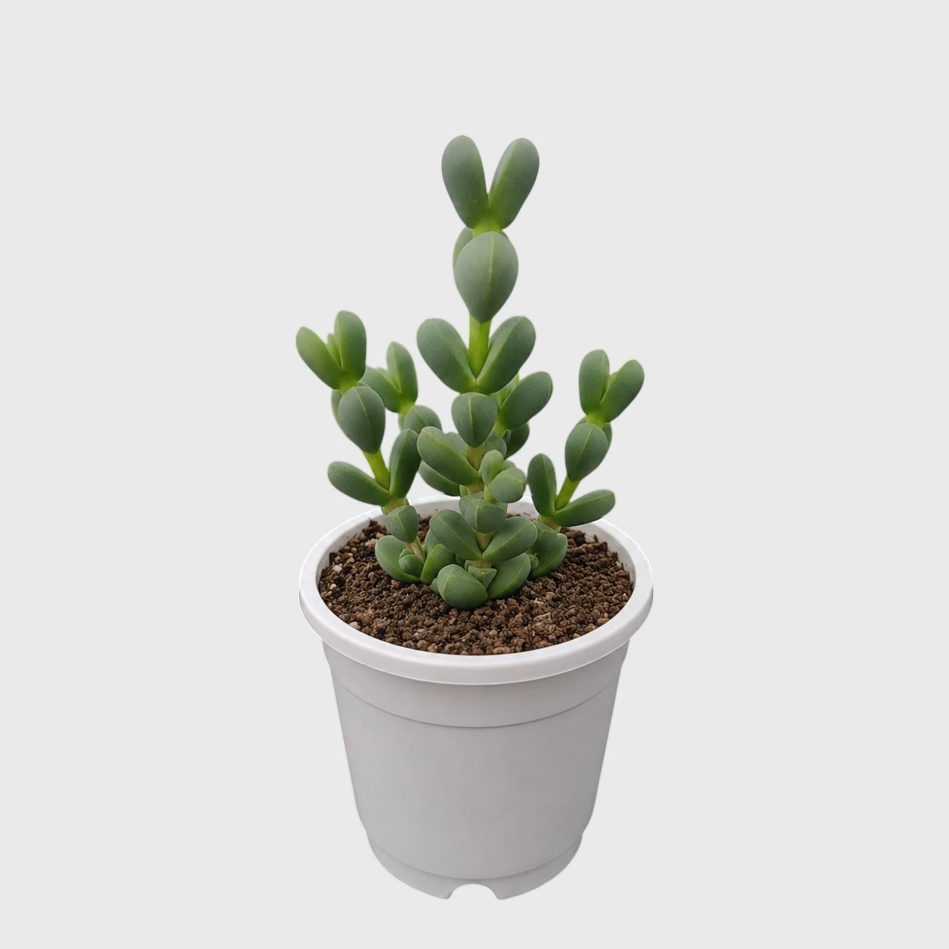 Corpuscularia Lehmannii Ice Plant Bonsai Succulent | Well Rooted Mature Multi-Branch Plant