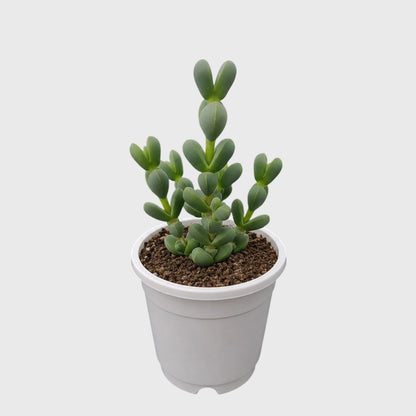Corpuscularia Lehmannii Ice Plant Bonsai Succulent | Well Rooted Mature Multi-Branch Plant