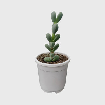 Corpuscularia Lehmannii (Ice Plant) Mature Plant | Non-Variegated Succulent