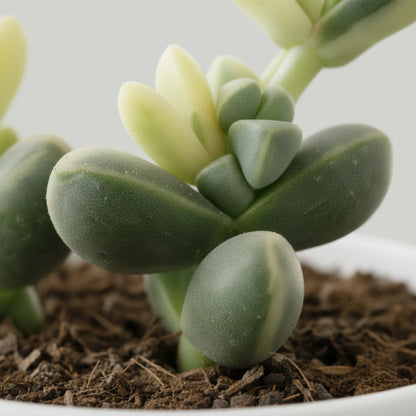 Healthy Corpuscularia Lehmannii Variegated featuring thick fleshy leaves and colorful variegation