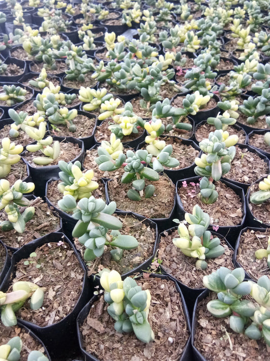Corpuscularia Lehmannii Variegated (Ice Plant): Available now at Frek - My Store