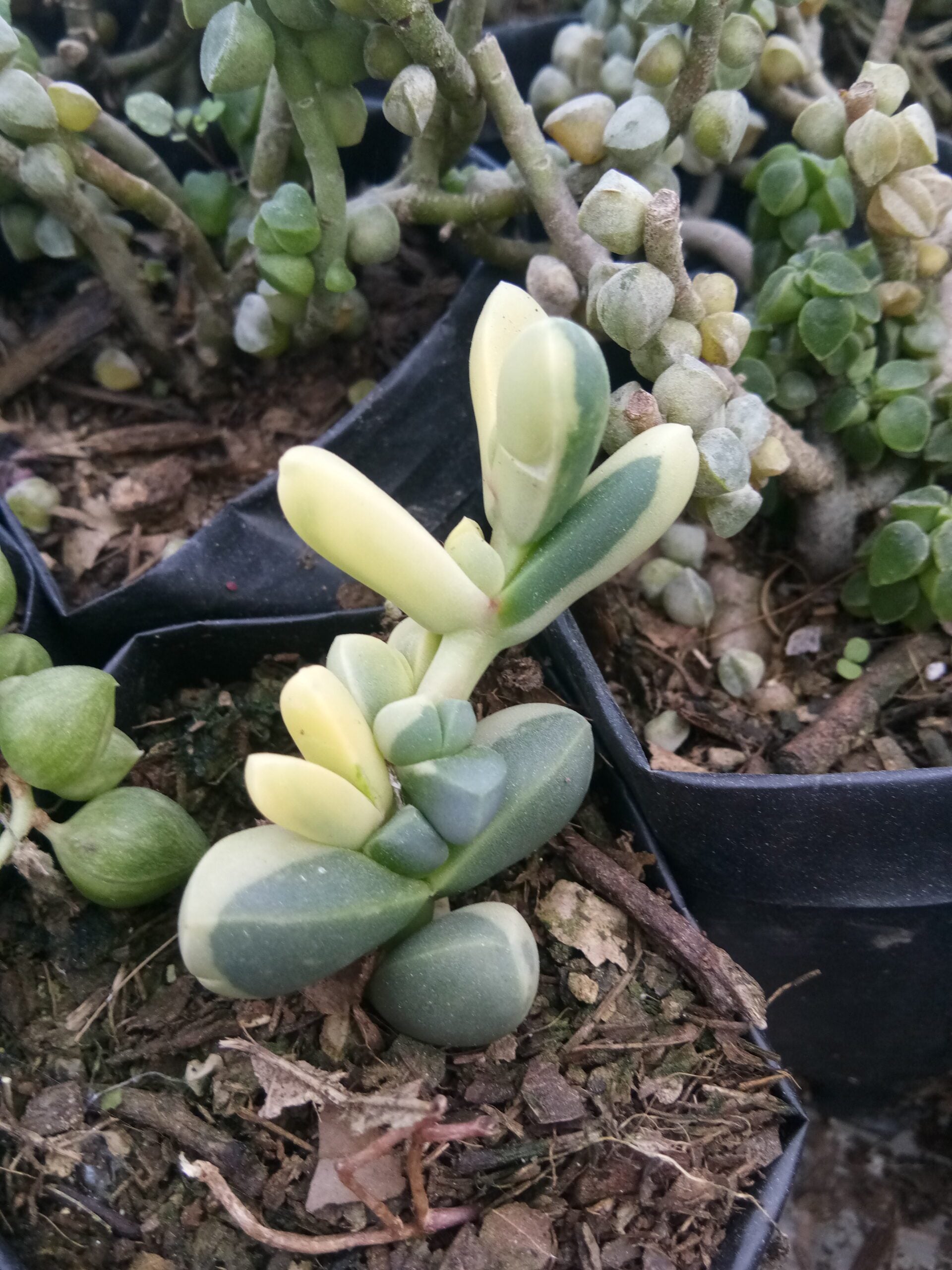 Corpuscularia Lehmannii Variegated (Ice Plant): Available now at Frek - My Store