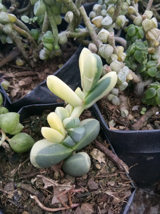Corpuscularia Lehmannii Variegated (Ice Plant): Available now at Frek - My Store