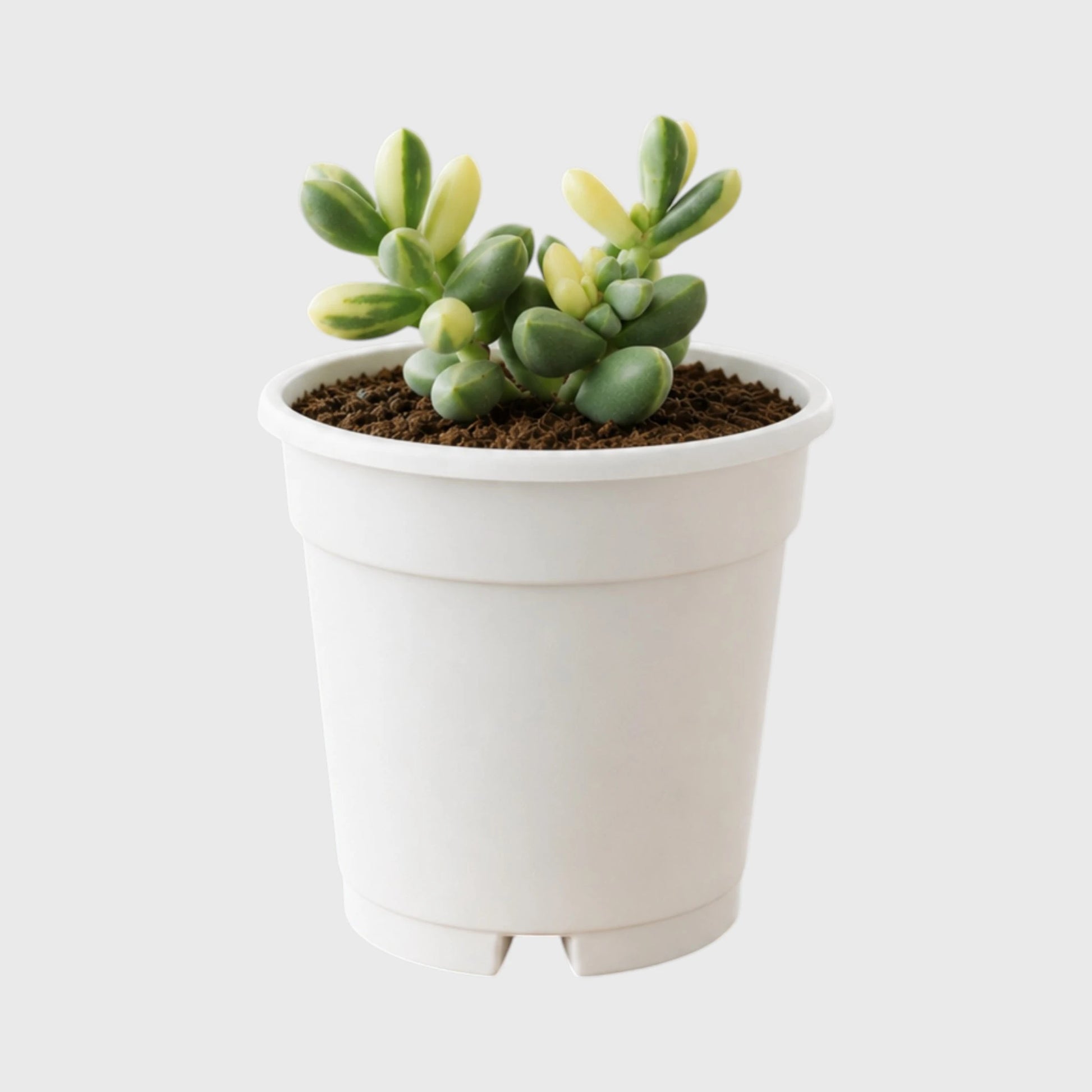 Corpuscularia Lehmannii Variegated Ice Plan| Rare Collector Succulent | Small Size Bare-Rooted