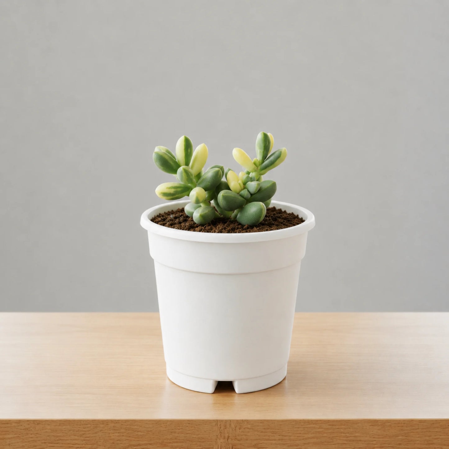 Corpuscularia Lehmannii Variegated Ice Plan| Rare Collector Succulent | Small Size Bare-Rooted