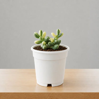 Corpuscularia Lehmannii Variegated Ice Plan| Rare Collector Succulent | Small Size Bare-Rooted