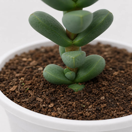 Corpuscularia Lehmannii (Ice Plant) Mature Plant | Non-Variegated Succulent