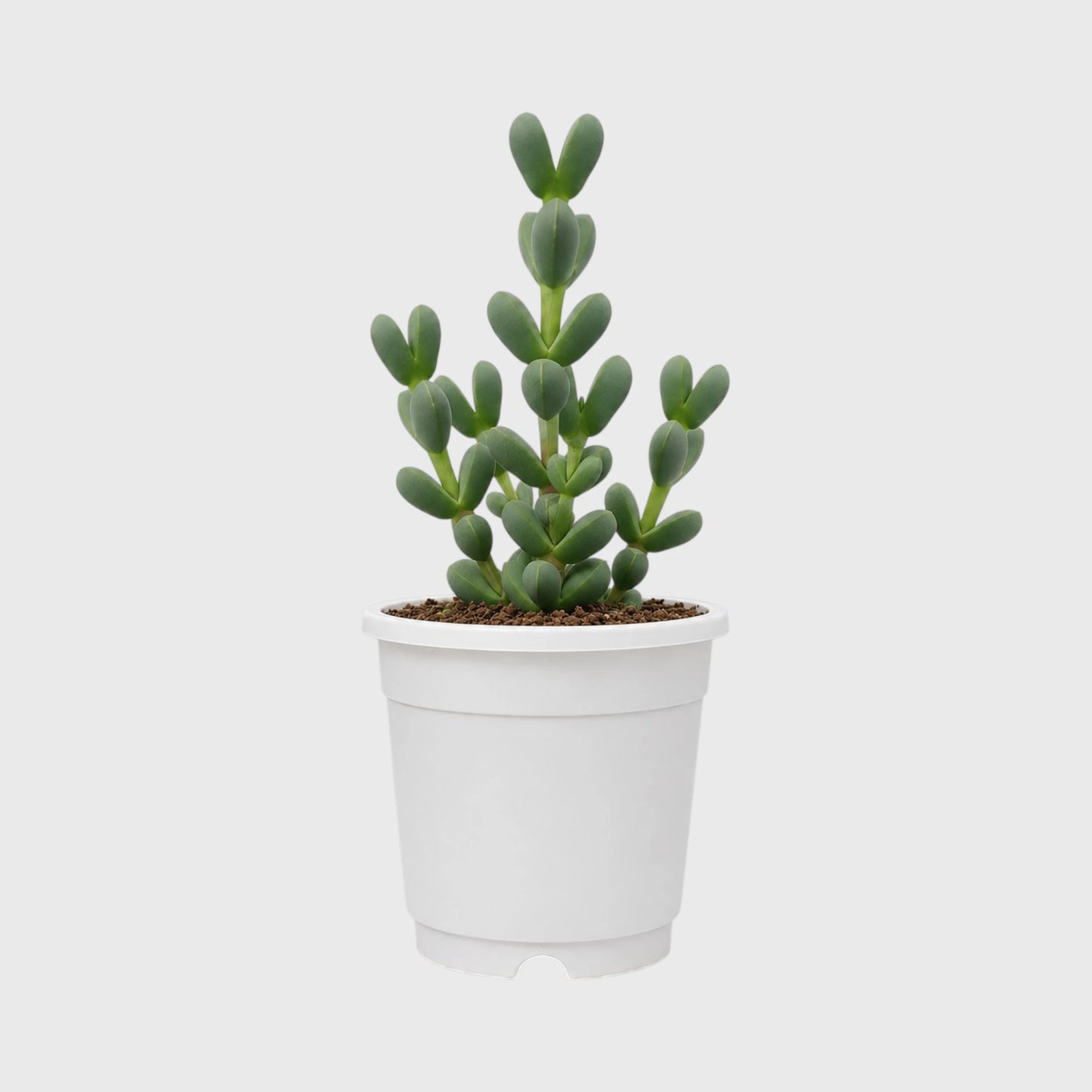 Buy 3 Get 1 Free Premium Succulent Combo – 4 Plants Included