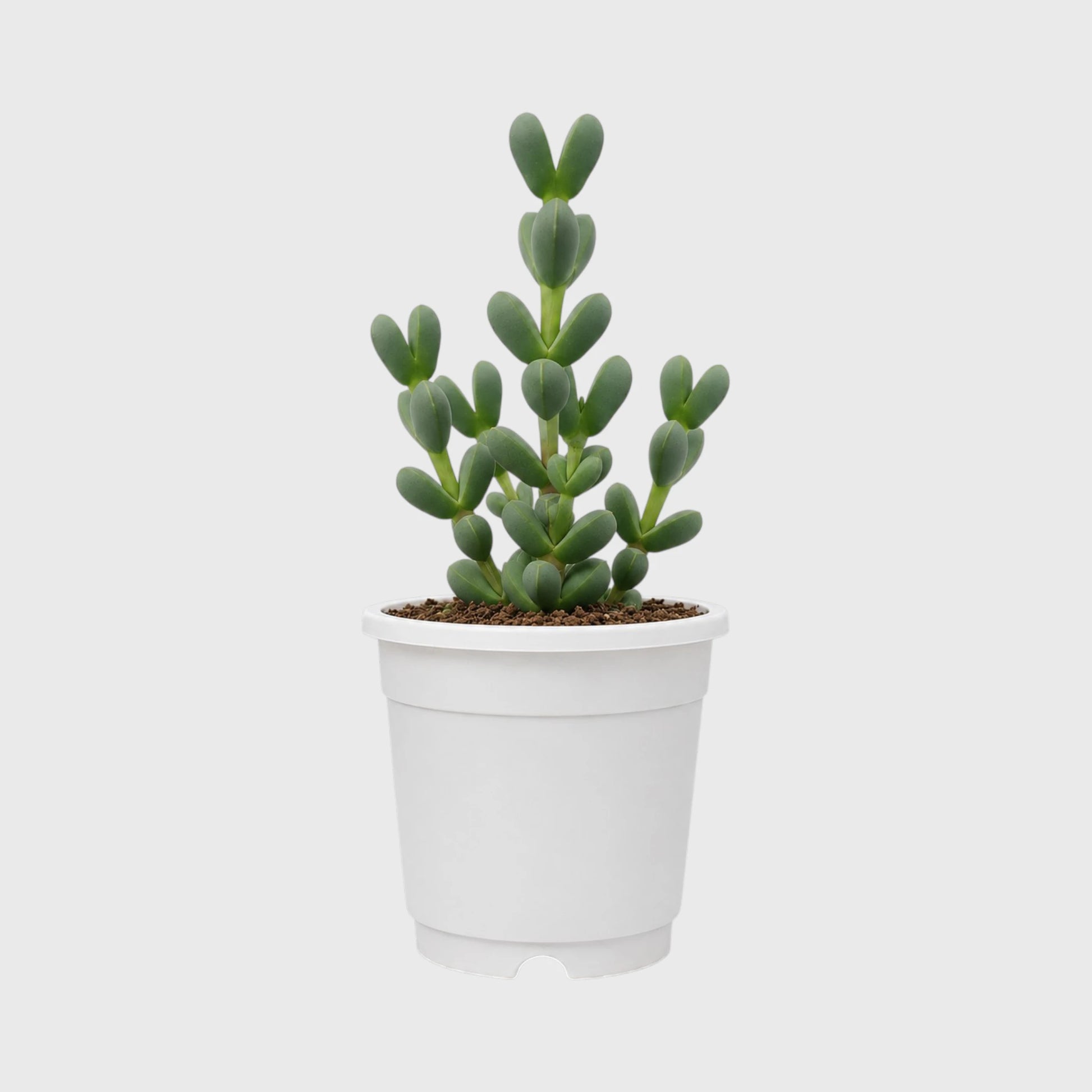 Buy 3 Get 1 Free Premium Succulent Combo – 4 Plants Included