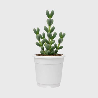 Buy 3 Get 1 Free Premium Succulent Combo – 4 Plants Included