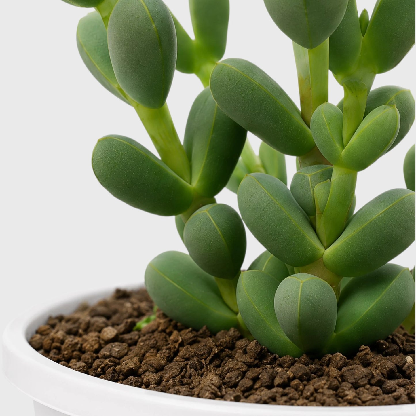 Corpuscularia Lehmannii Ice Plant Bonsai Succulent | Well Rooted Mature Multi-Branch Plant