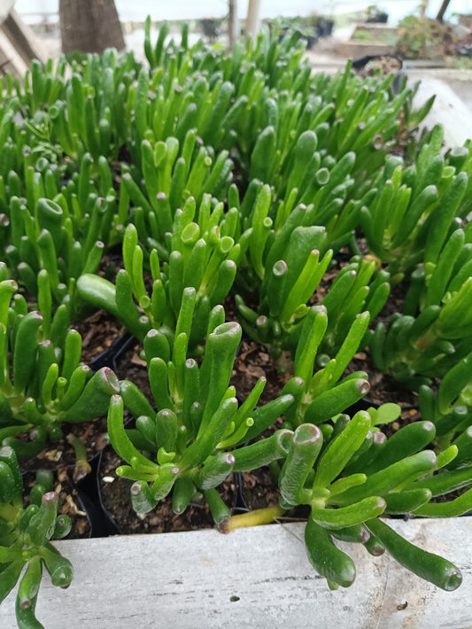Crassula Gollum - Unique Jelly Bean Succulent for Homes, Offices, and Gardens - My Store