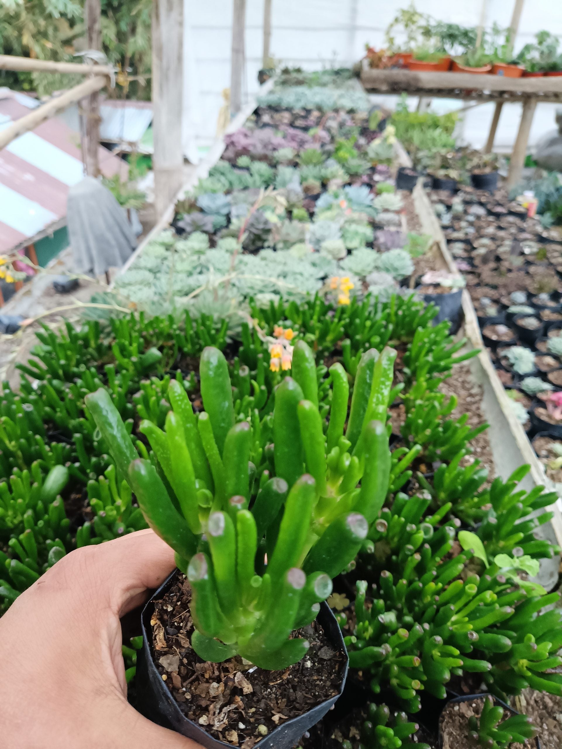 Crassula Gollum - Unique Jelly Bean Succulent for Homes, Offices, and Gardens - My Store