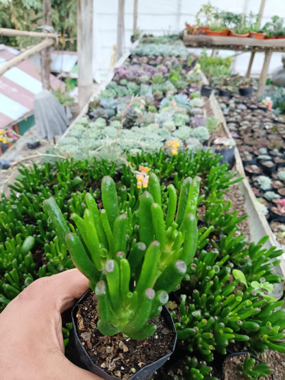 Crassula Gollum - Unique Jelly Bean Succulent for Homes, Offices, and Gardens - My Store