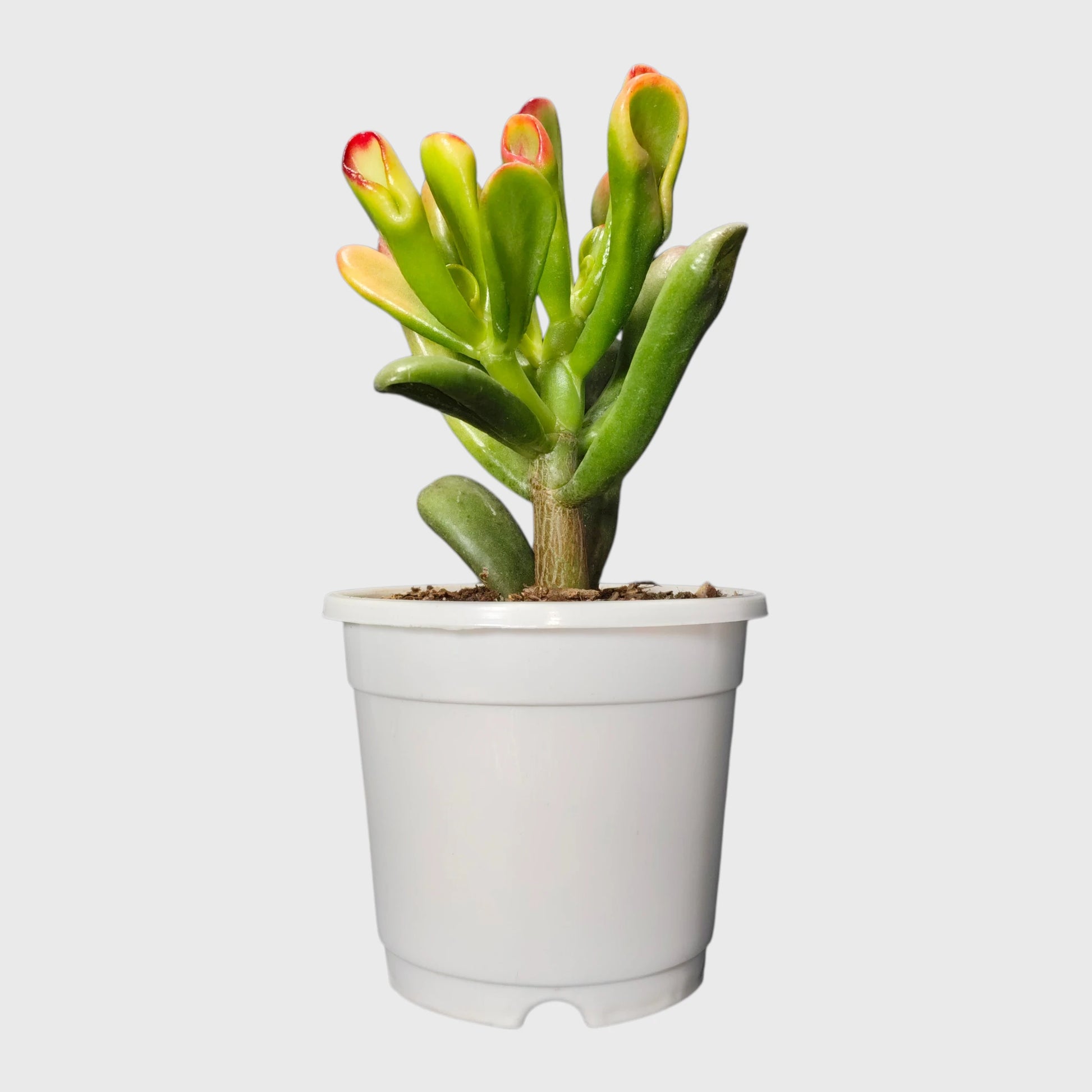 Lucky Jade Plant Combo Set of 4 Mature Plants | Vastu Lucky Plants Collection