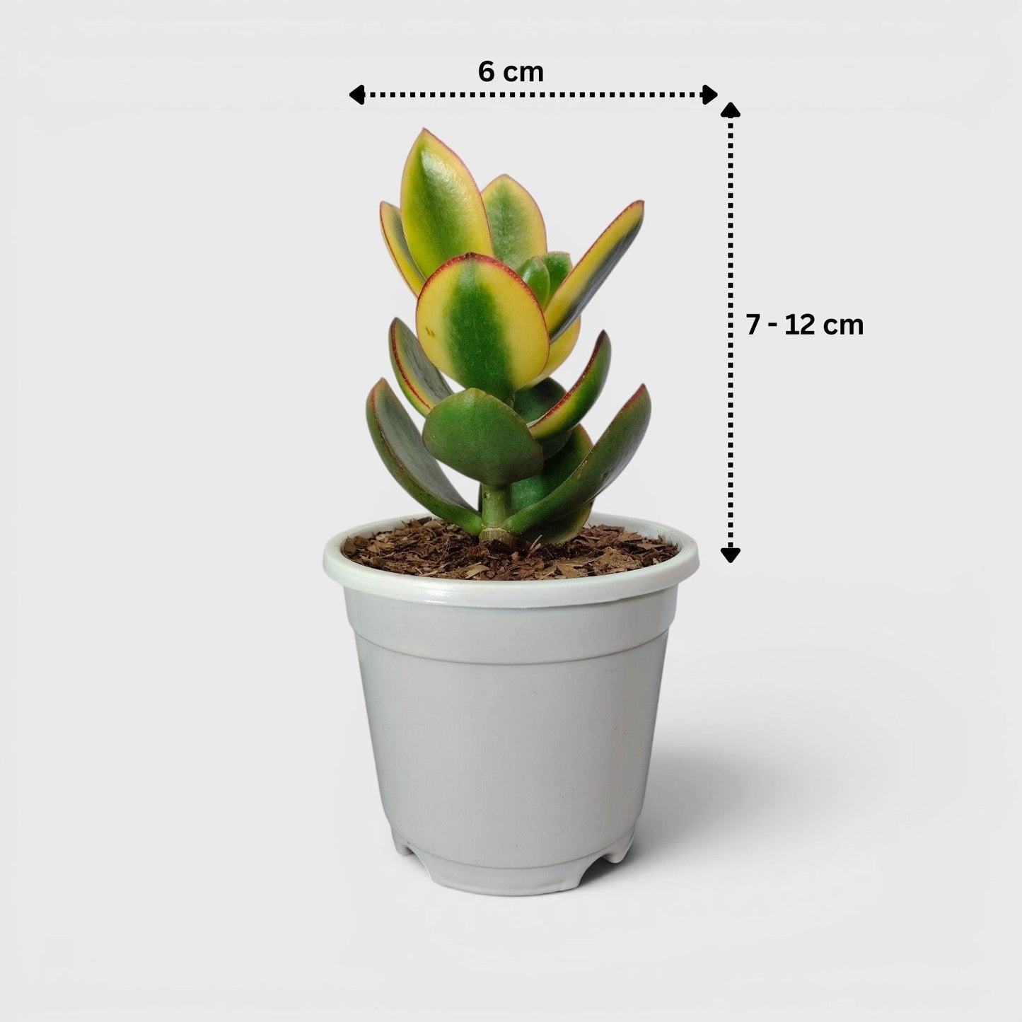 Crassula Ovata Maruba Variegated Tricolor – Rare Jade Succulent Indoor Plant | Good Luck Jade Plant for Home and Offices | Bare Rooted
