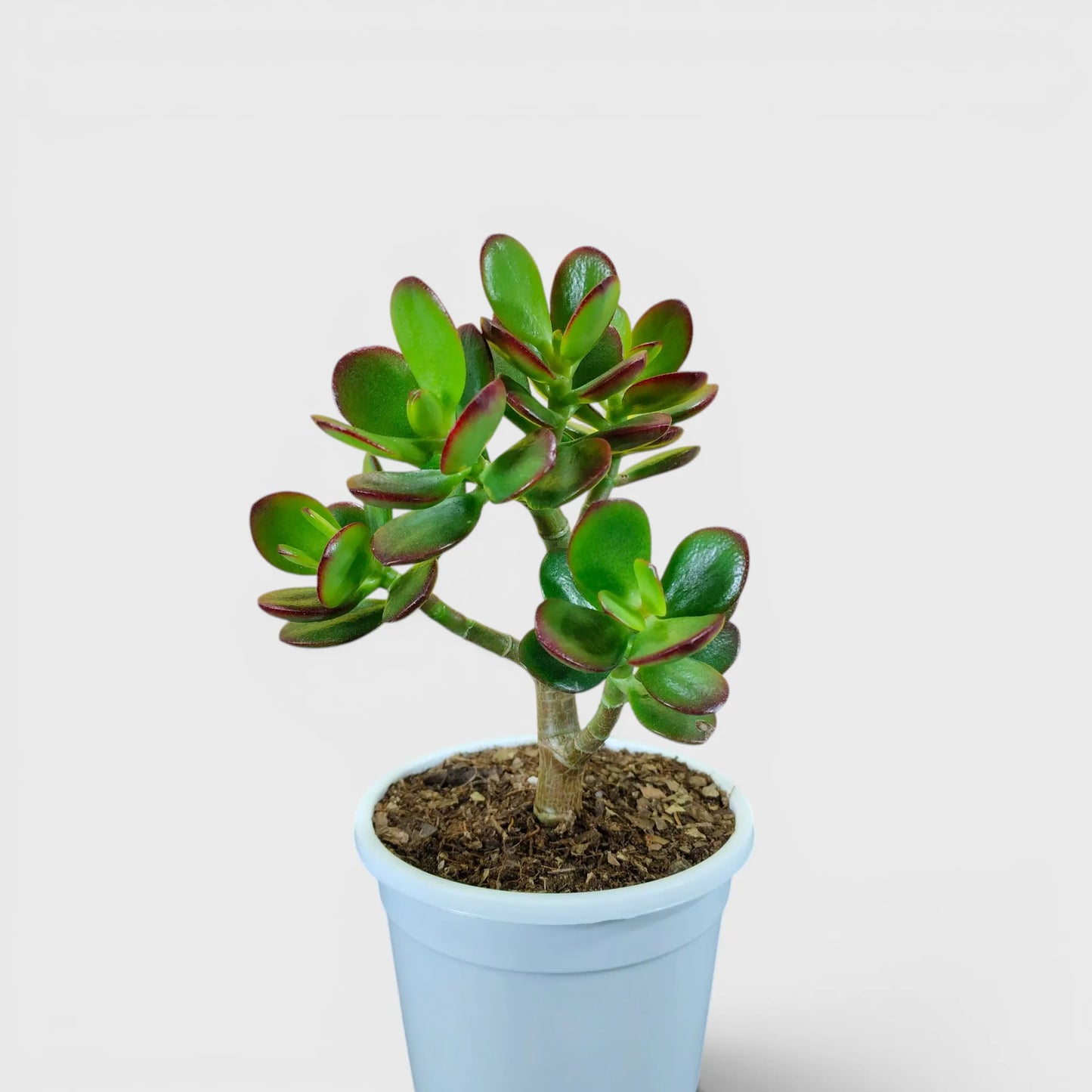 Green Golden Crassula Ovata – Medium Size 3 to 4 Branched Money Jade Plant | Bare Rooted
