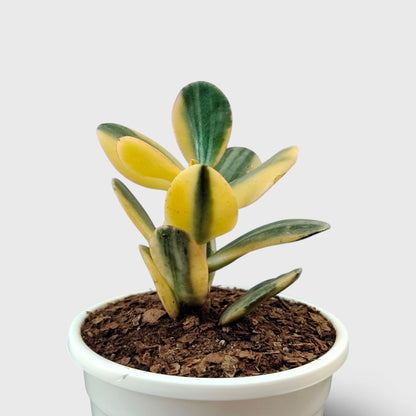 Golden Crassula Ovata Variegated Hummel's Sunset (Good Luck Vastu Plant) Jade Plant