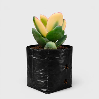 Rare Golden Crassula Ovata Maruba Variegated Tricolor | Well Rooted Mature Lucky Jade Plant