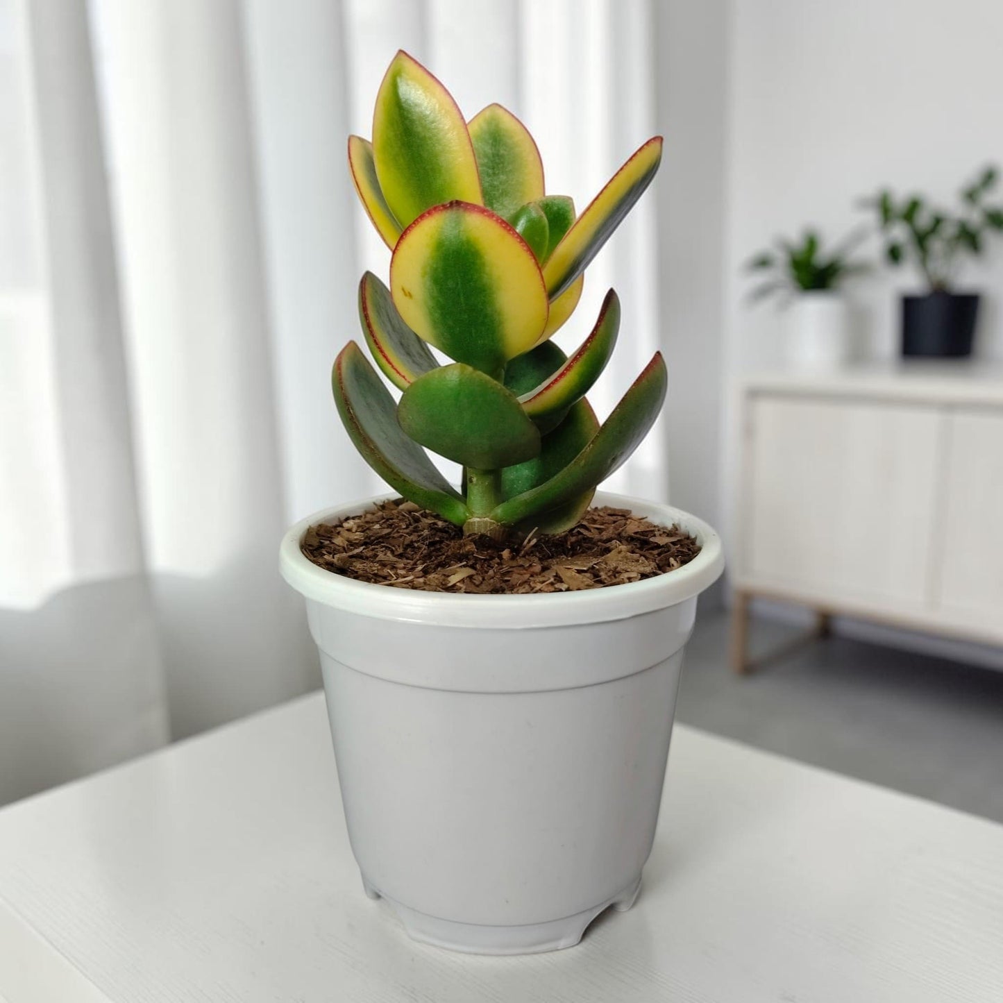 Crassula Ovata Maruba Variegated Tricolor – Rare Jade Succulent Indoor Plant | Good Luck Jade Plant for Home and Offices | Bare Rooted
