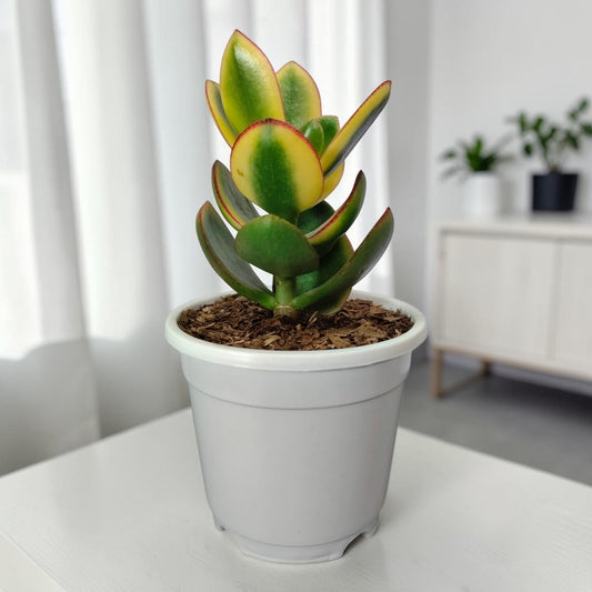 Crassula Ovata Maruba Variegated Tricolor – Rare Jade Succulent Indoor Plant | Good Luck Jade Plant for Home and Offices | Bare Rooted