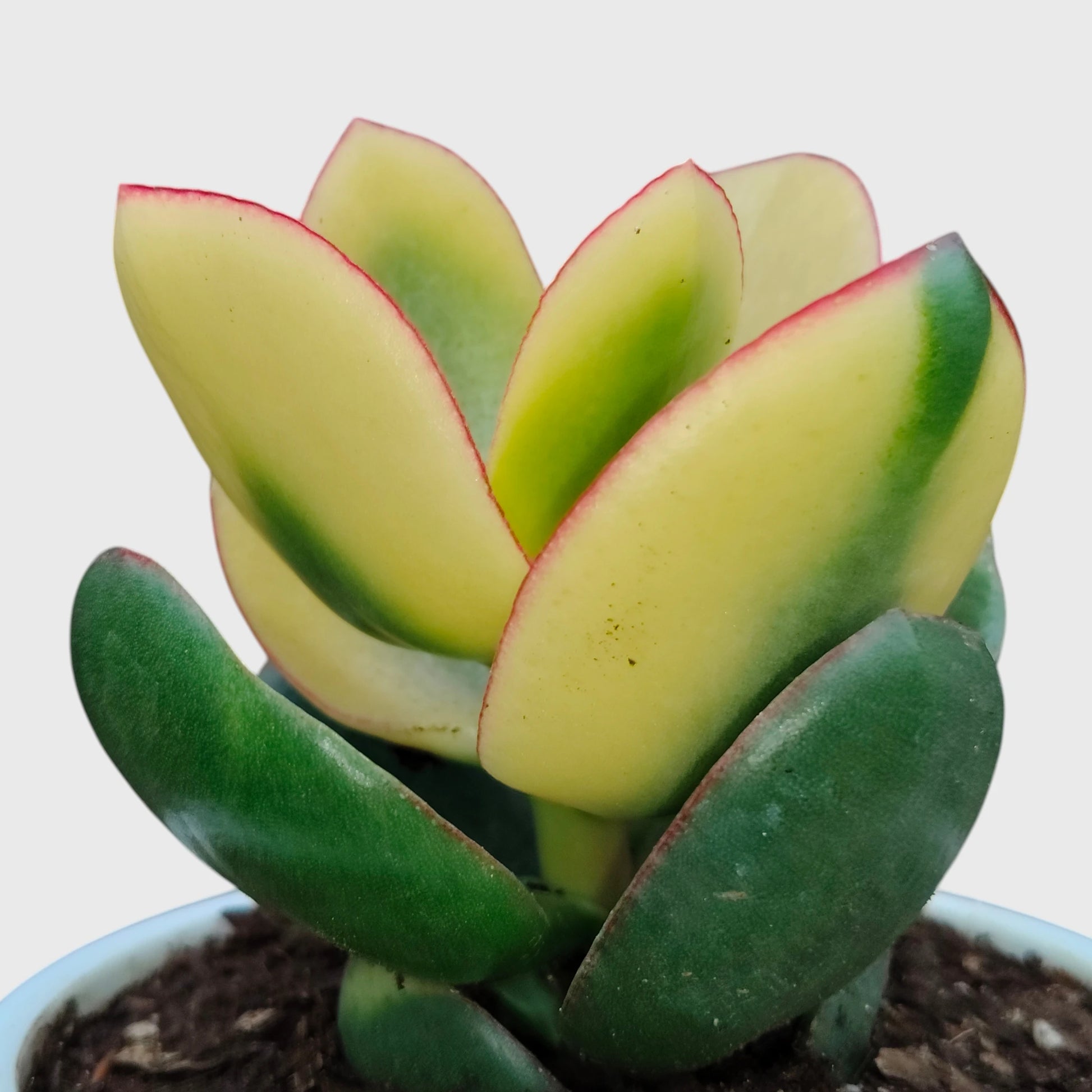 Rare Golden Crassula Ovata Maruba Variegated Tricolor | Well Rooted Mature Lucky Jade Plant