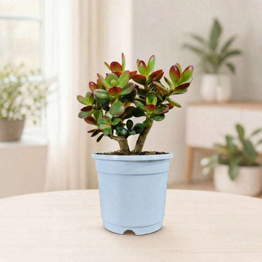 Green Golden Crassula Ovata – Big Size Bushy 5 to 6 Branched Money Jade Plant for Home & Office | Bare Rooted