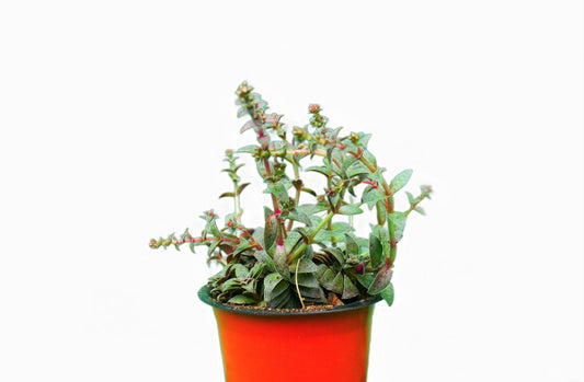 Crassula Red Pagoda: Find it on Frek - My Store