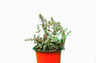 Crassula Red Pagoda: Find it on Frek – Bare-Rooted