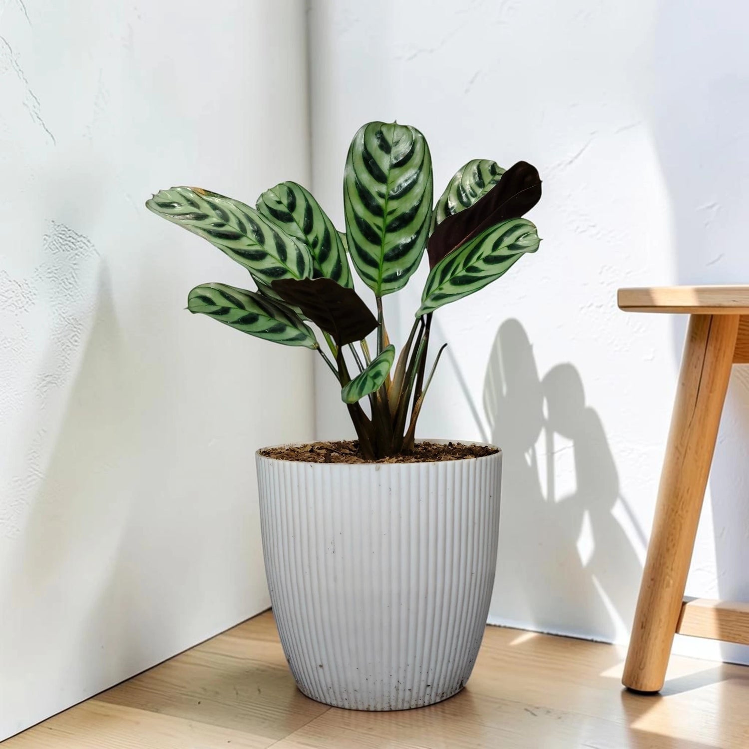 Ctenanthe Burle Marxii – Fishbone Prayer Plant for Home & Office