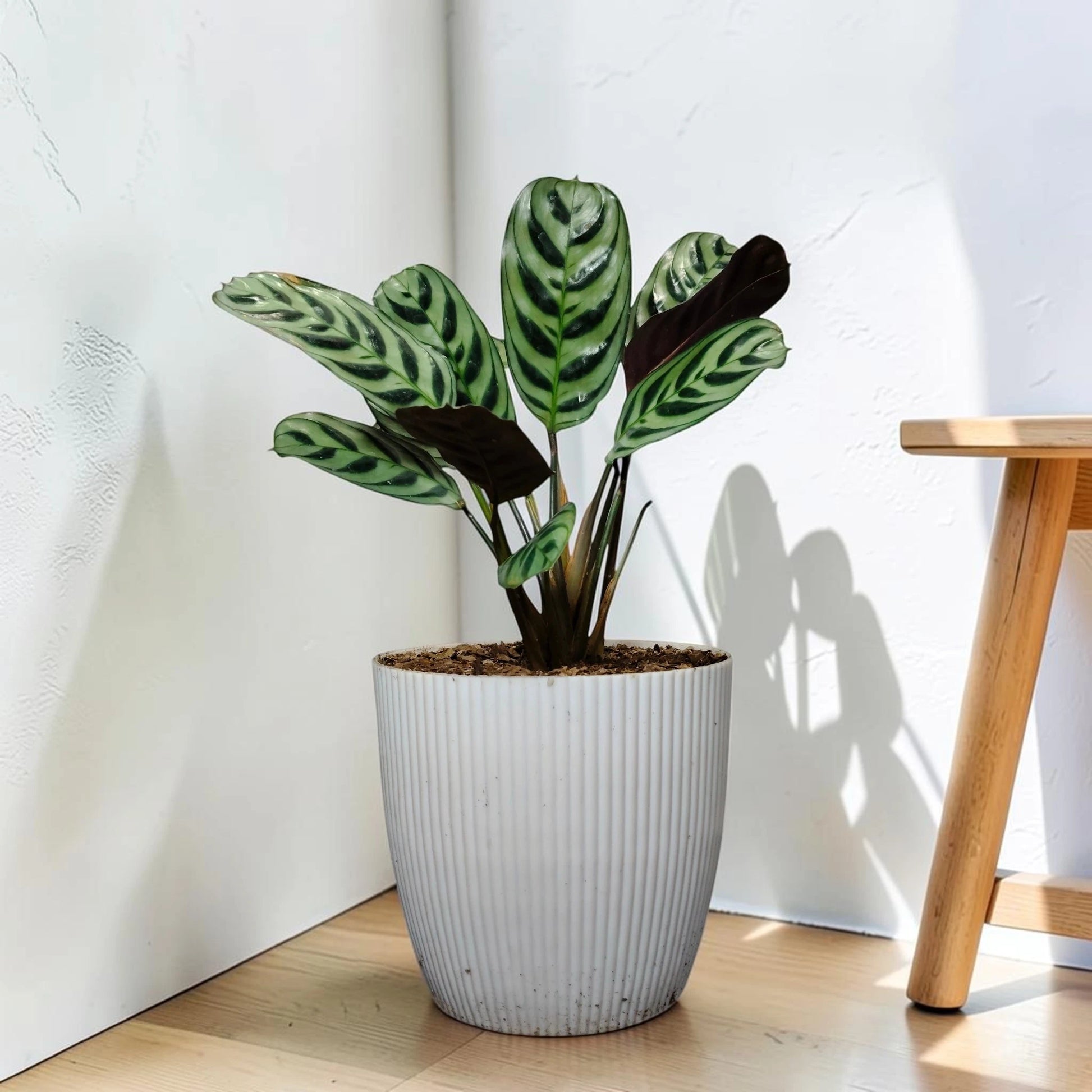 Ctenanthe Burle Marxii – Fishbone Prayer Plant for Home & Office