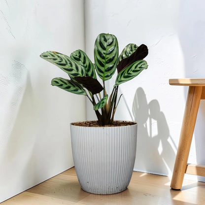 Ctenanthe Burle Marxii – Fishbone Prayer Plant for Home & Office