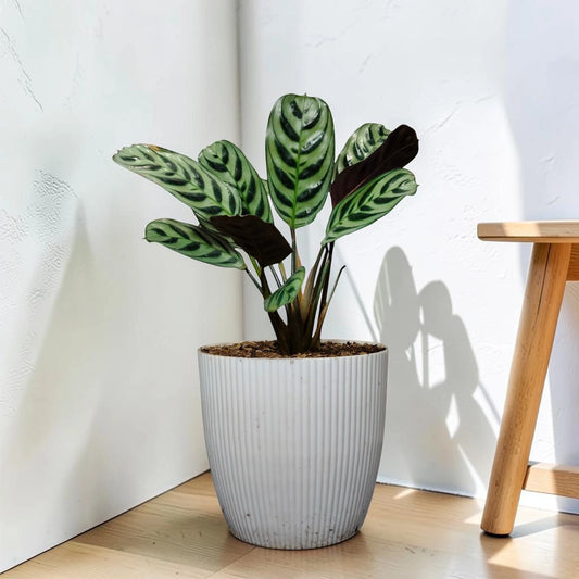 Ctenanthe Burle Marxii – Fishbone Prayer Plant for Home & Office
