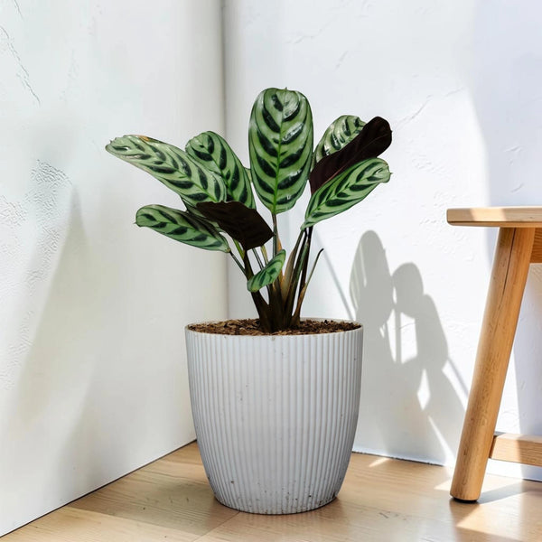 Fishbone Prayer Plant