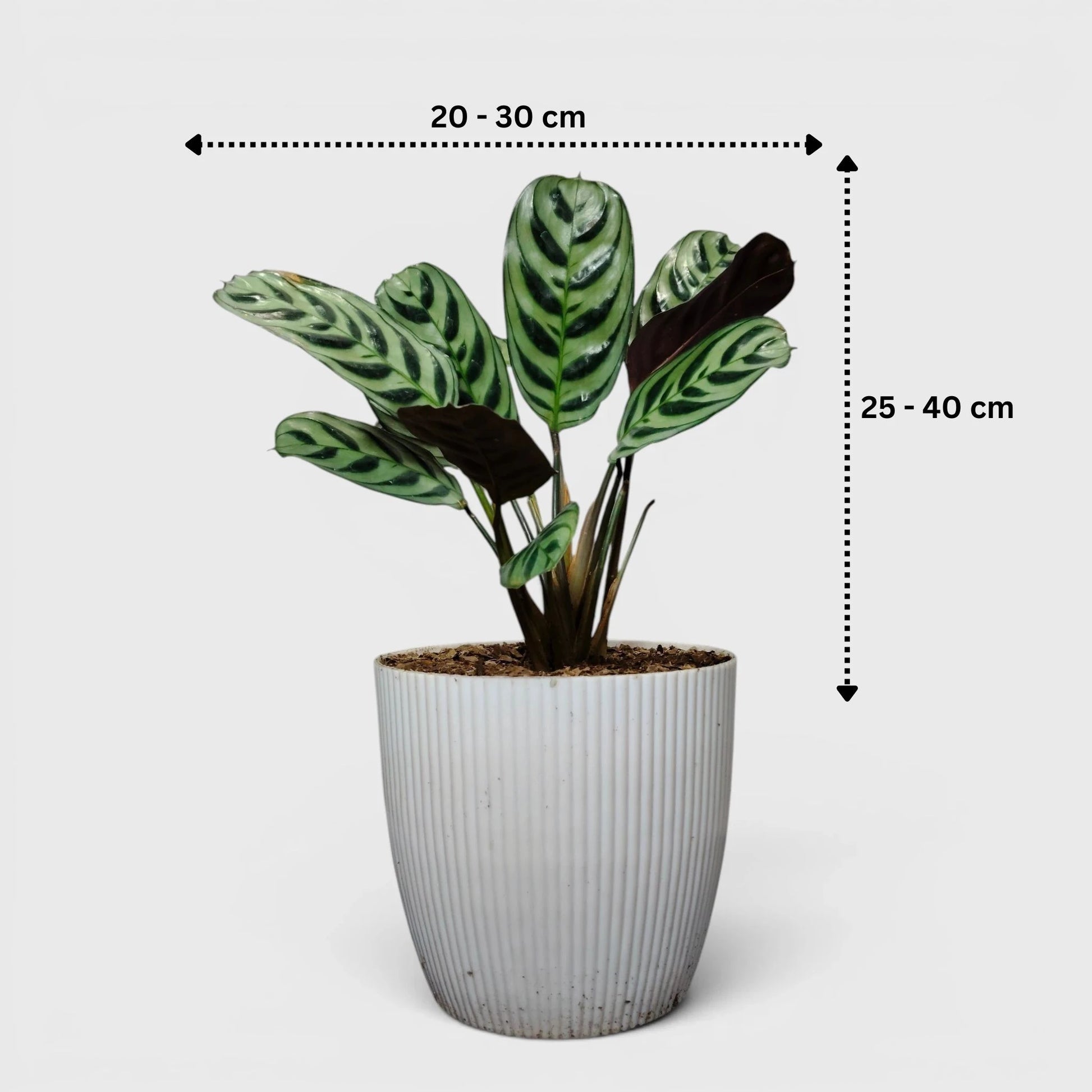 Ctenanthe Burle Marxii – Fishbone Prayer Plant for Home & Office