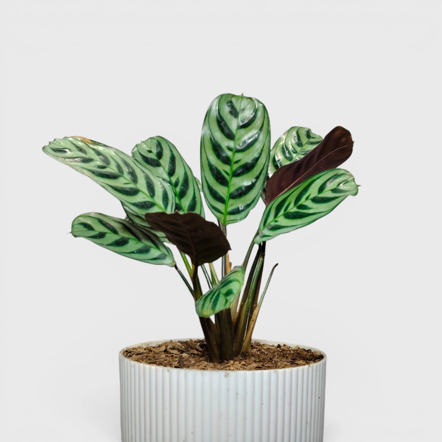 Ctenanthe Burle Marxii – Fishbone Prayer Plant for Home & Office