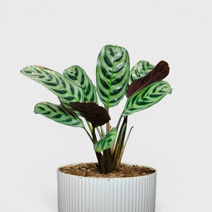 Ctenanthe Burle Marxii – Fishbone Prayer Plant for Home & Office